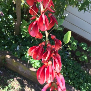 Erythrina crista-galli