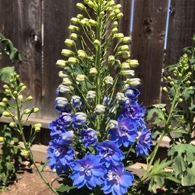 Delphinium 'Guardian Blue' (Guardian Series)