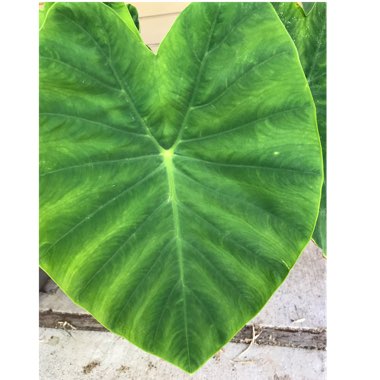 Elephant Ear (Colocasia)