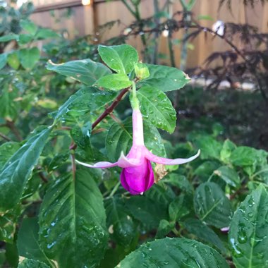 Fuchsia