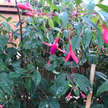 Fuchsia