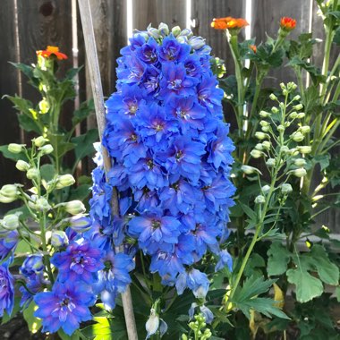 Larkspur 'Guardian Blue'