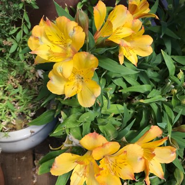 Golden Peruvian Lily