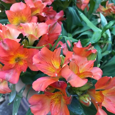 Peruvian Lily 'Indian Summer'