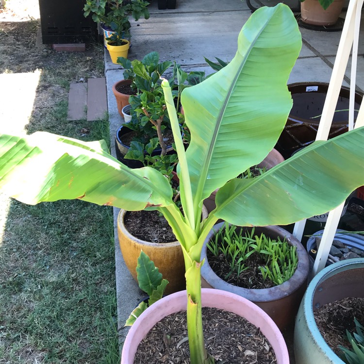 Plant image Musa