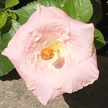 Hibiscus 'Bridal Veil'