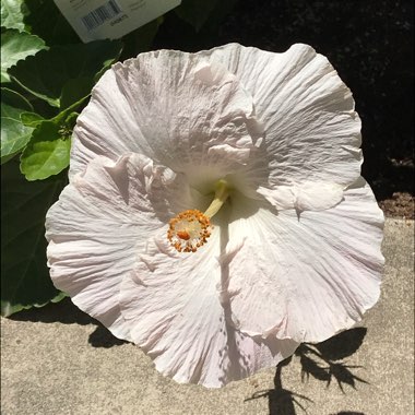 Hibiscus 'Bridal Veil'