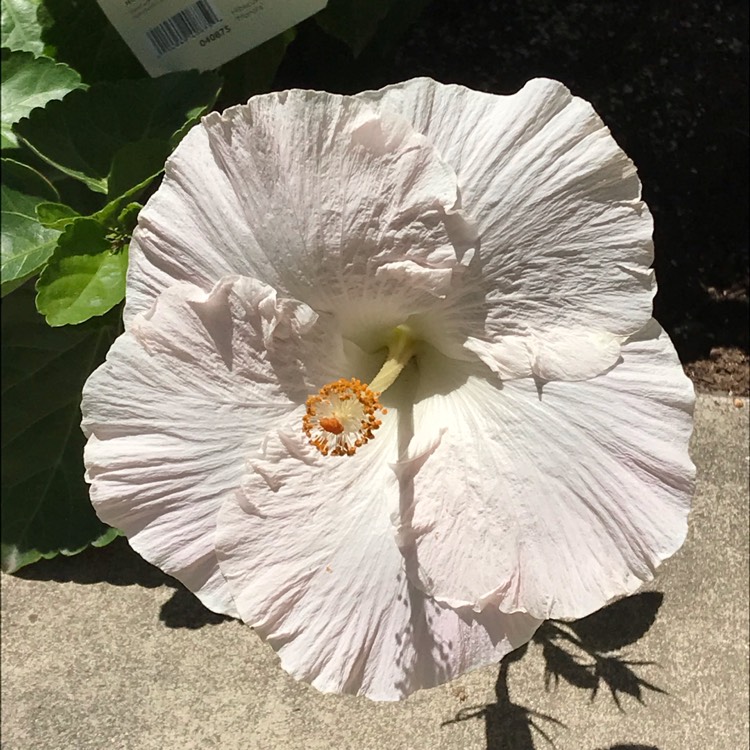 Plant image Hibiscus rosa-sinensis 'Bridal Veil'