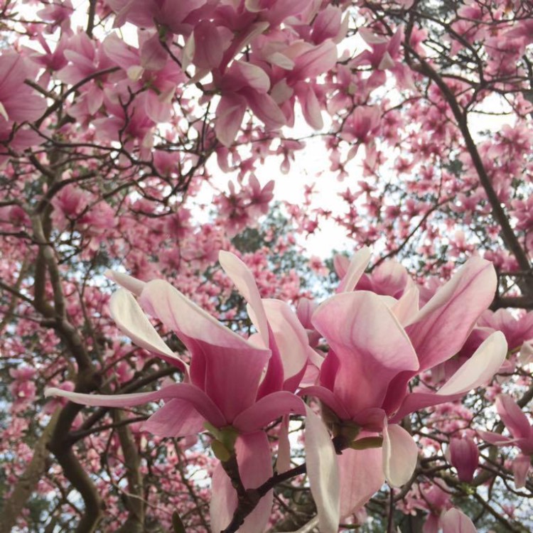 Plant image Magnolia x soulangeana