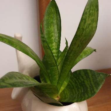 Birds-nest snake plant