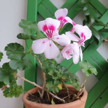 Cranesbill (Geranium)