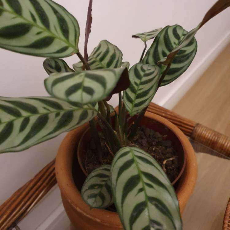 Plant image Calathea 'Burle Marxii'