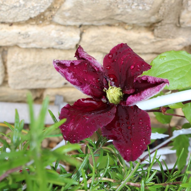 Plant image Clematis 'Chevalier'™ evipo040