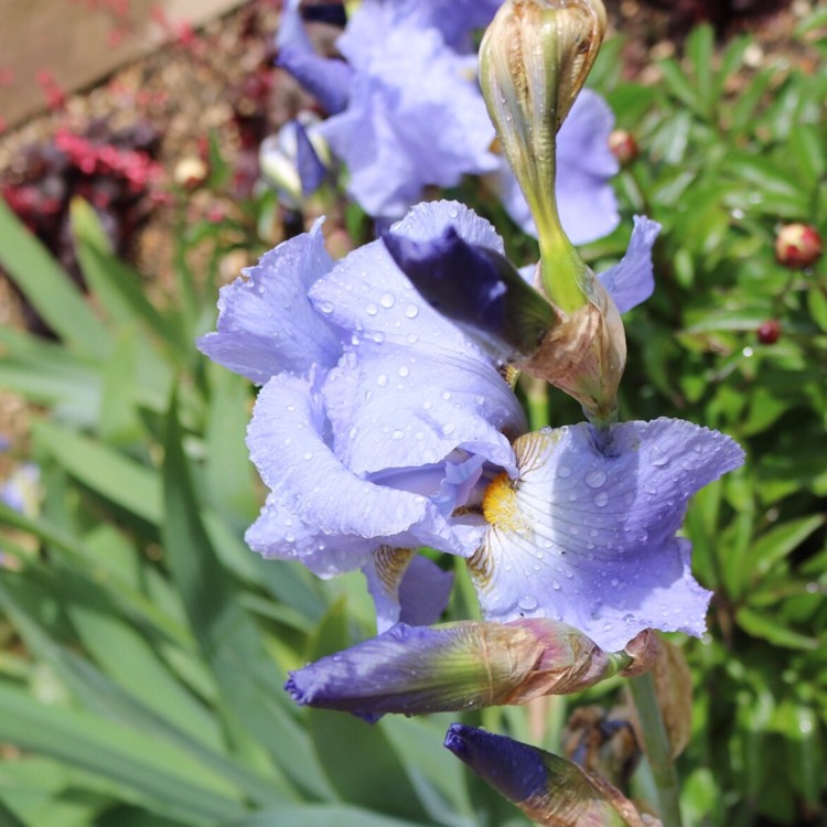 Plant image Iris x germanica 'Caribbean Dream'