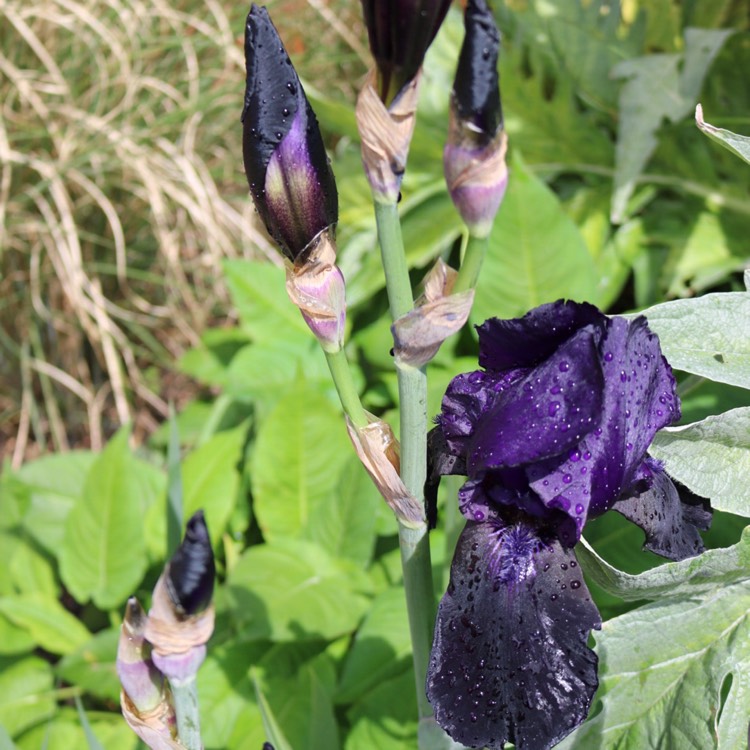 Plant image Iris chrysographes Black-Flowered syn. Iris chrysographes Black-form