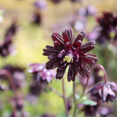 Columbine 'Black Barlow'