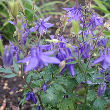 Alpine Columbine