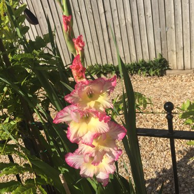 Gladioli