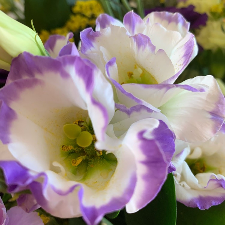 Plant image Eustoma grandiflorum