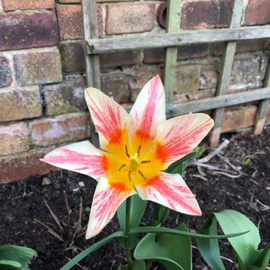 Tulip 'Fire Wings' (Lily-flowered)