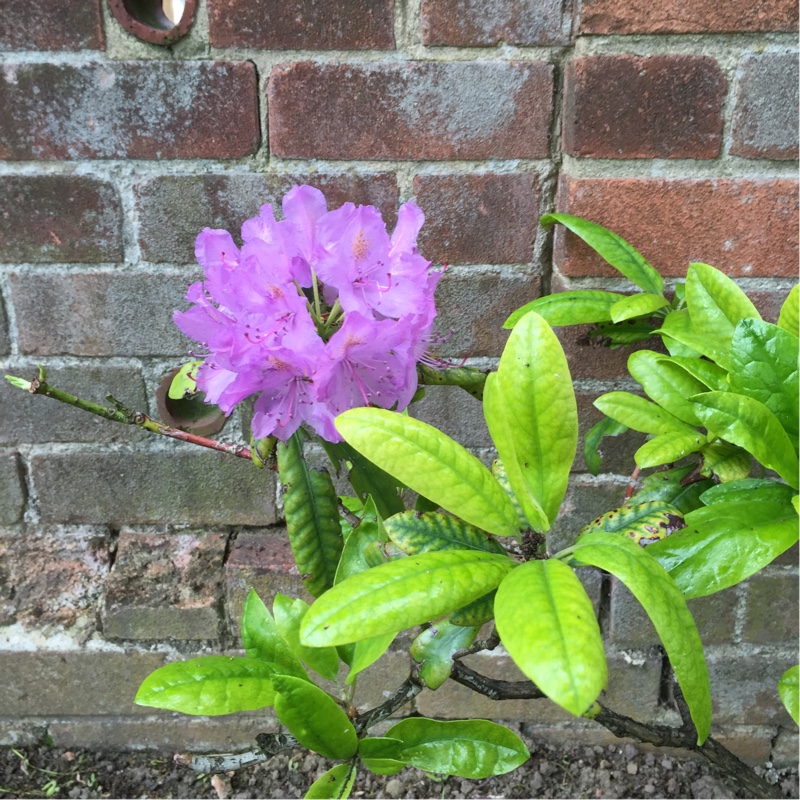 Plant image Rhododendron 'Metallica'