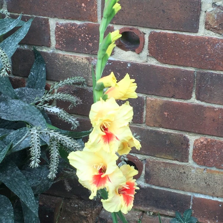 Plant image Gladiolus 'Flevo Smile'