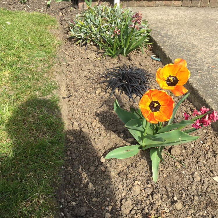 Plant image Tulipa 'Daydream'