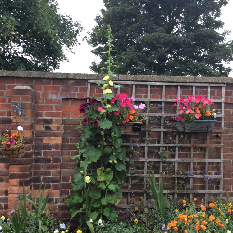 Plant image Alcea rosea 'Chater's Double Group Yellow'