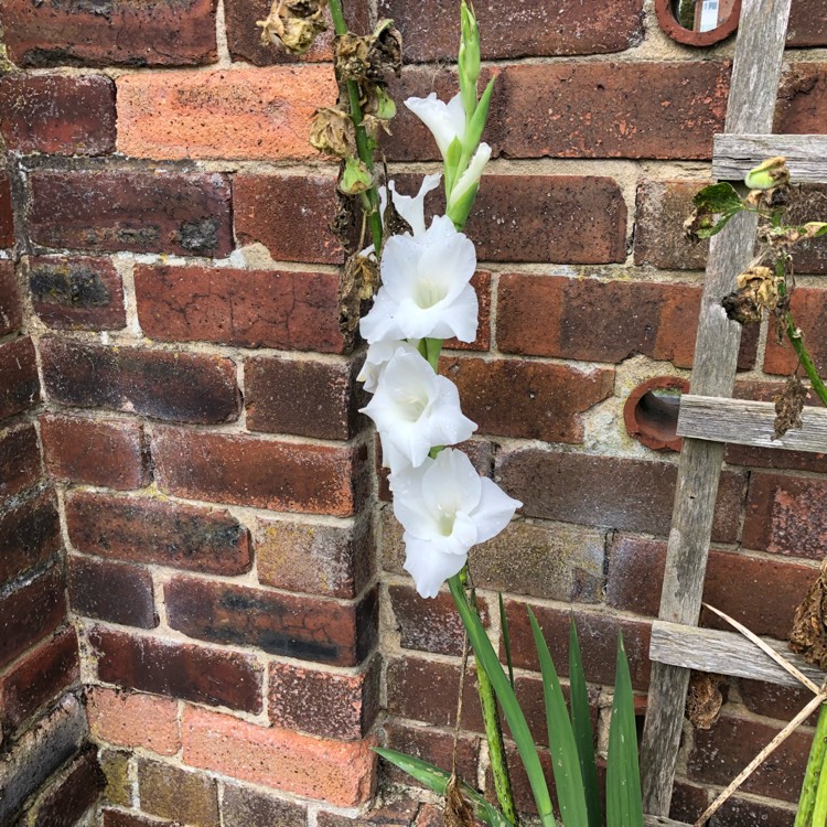 Plant image Gladiolus 'Ivory Priscilla'