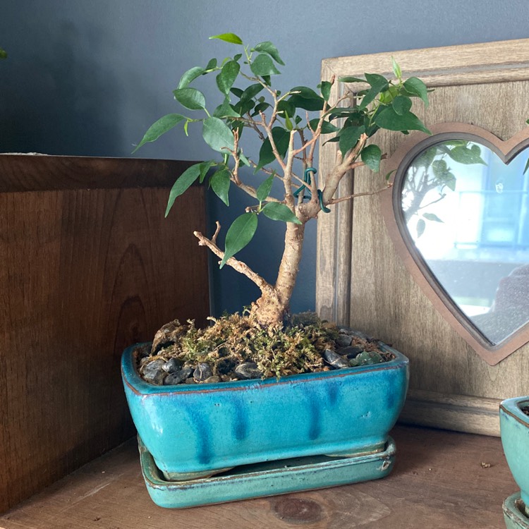 Plant image Ficus benjamina 'Anastasia'