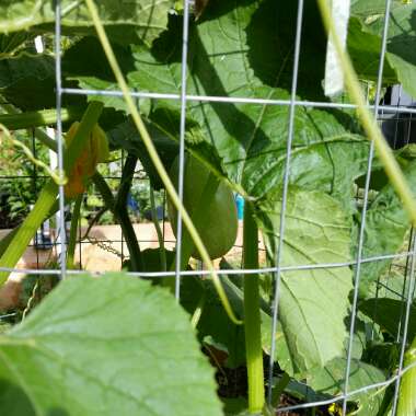 Spaghetti Squash