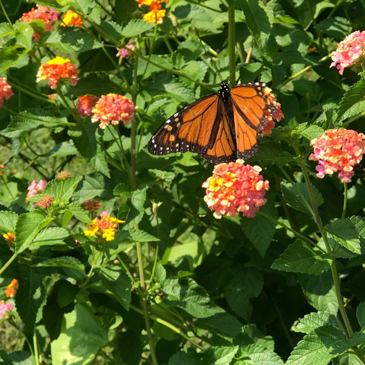 Plant image Lantana camara 'Miss Huff'