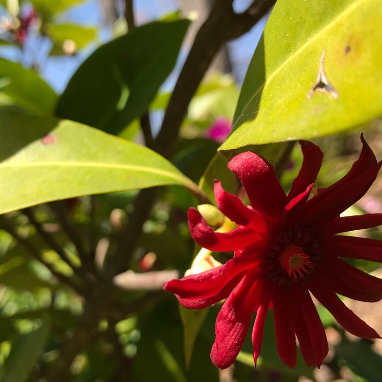 Plant image Illicium parviflorum 'Florida Sunshine'