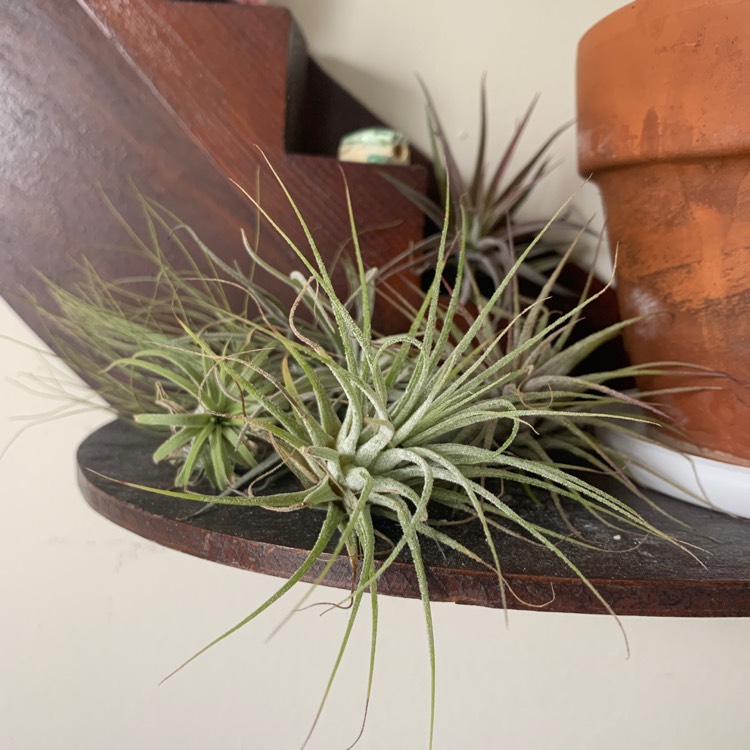 Plant image Tillandsia chiapensis