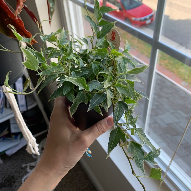 Plant image Hedera helix 'Goldheart'