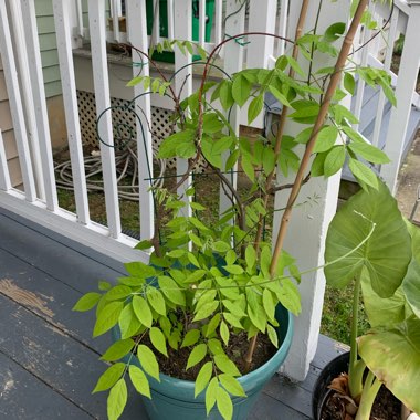 Wisteria frutescens