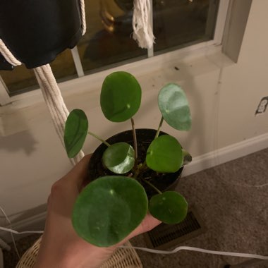 Pilea peperomioides