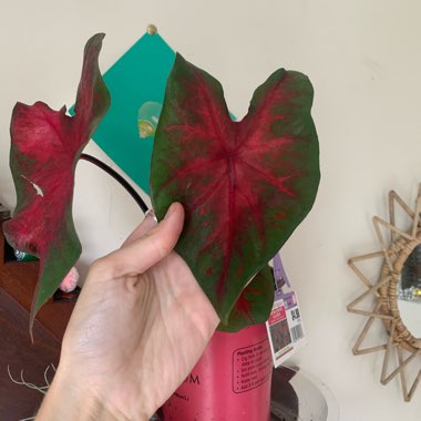 Caladium