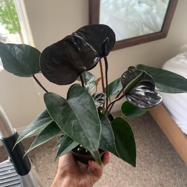 Anthurium 'Karma Black'