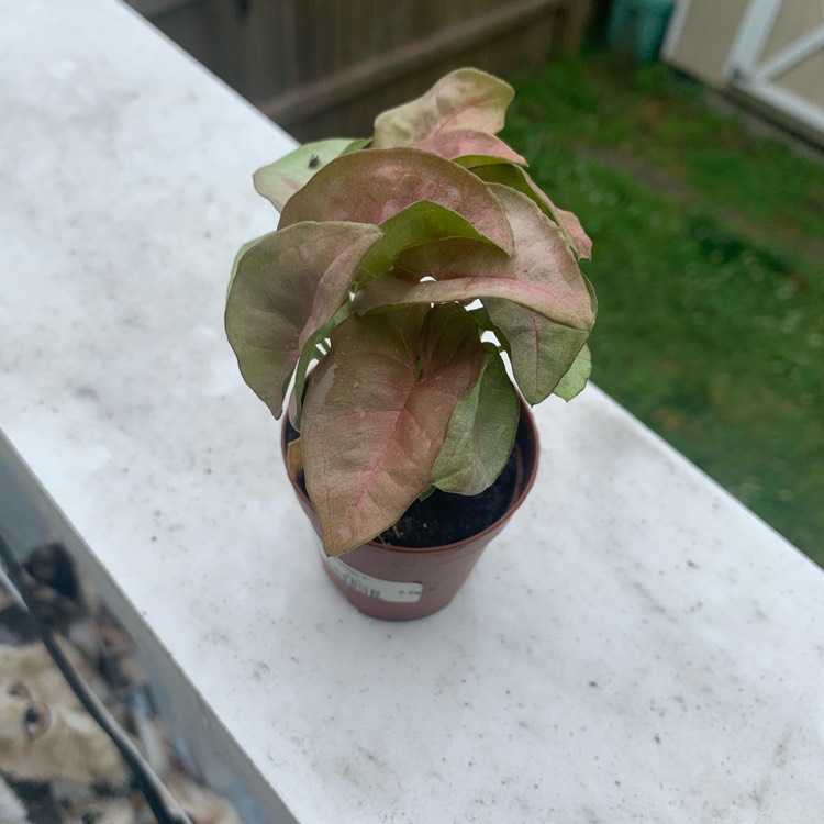 Plant image Syngonium podophyllum 'Pink Allusion'