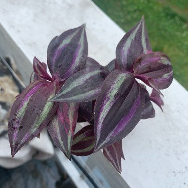 Tradescantia zebrina  syn. Tradescantia tricolor, Tradescantia zebrina pendula, Tradescantia pendula