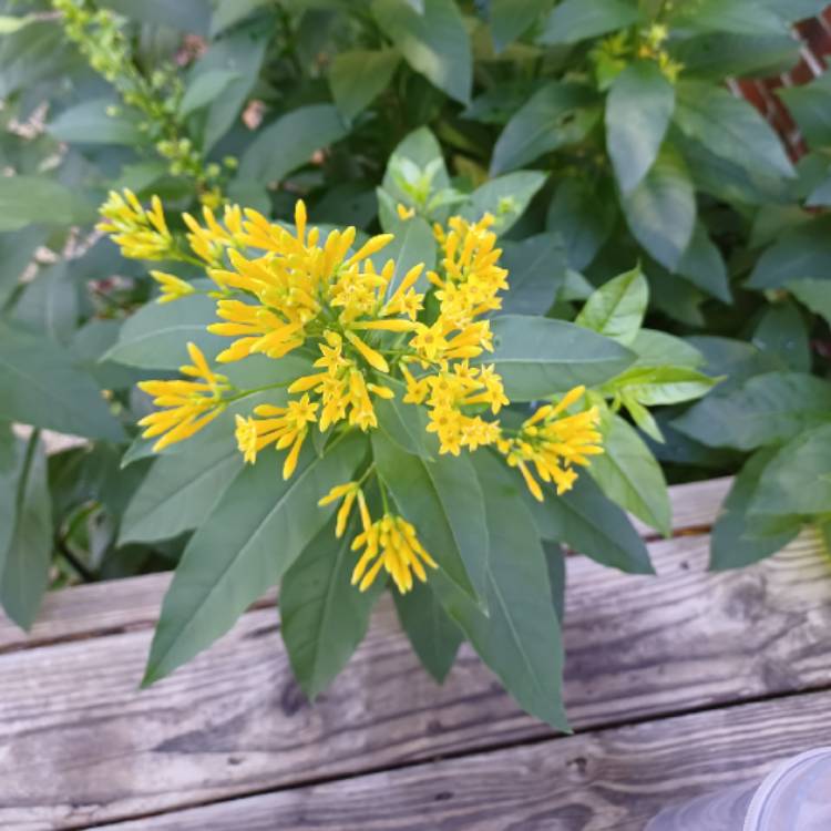 Plant image Jasminum humile 'Revolutum'