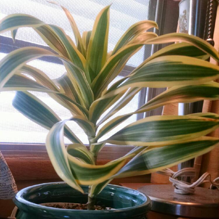 Plant image Dracaena Reflexa 'Variegata'