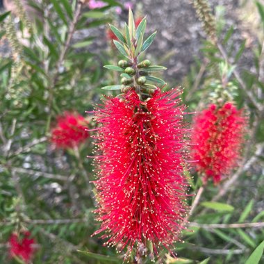 Bottlebrush