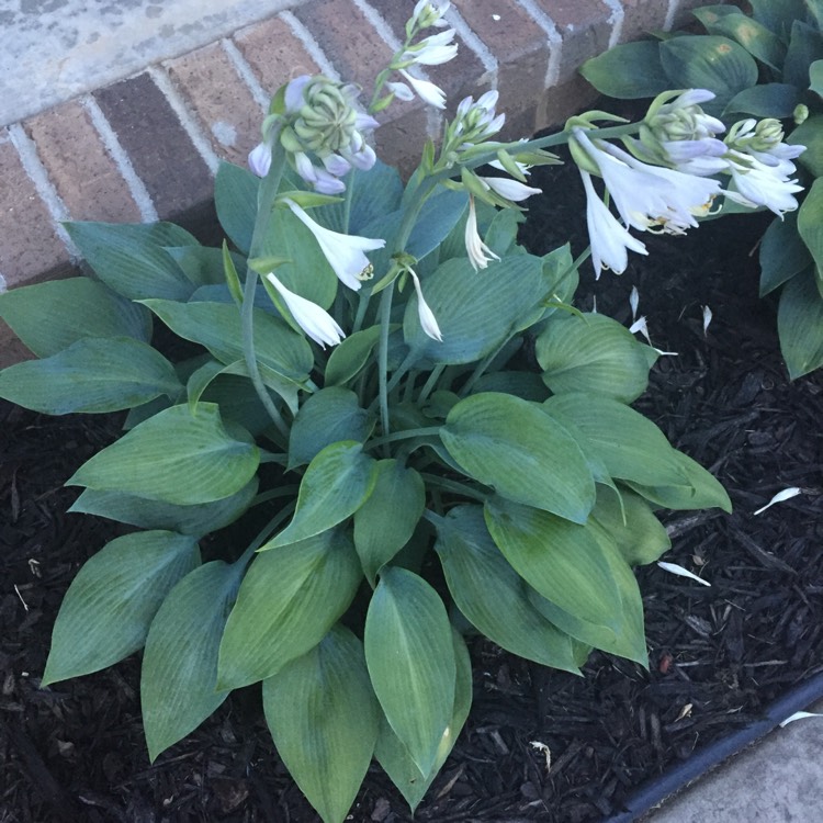 Plant image Hosta 'Fragrant Blue'