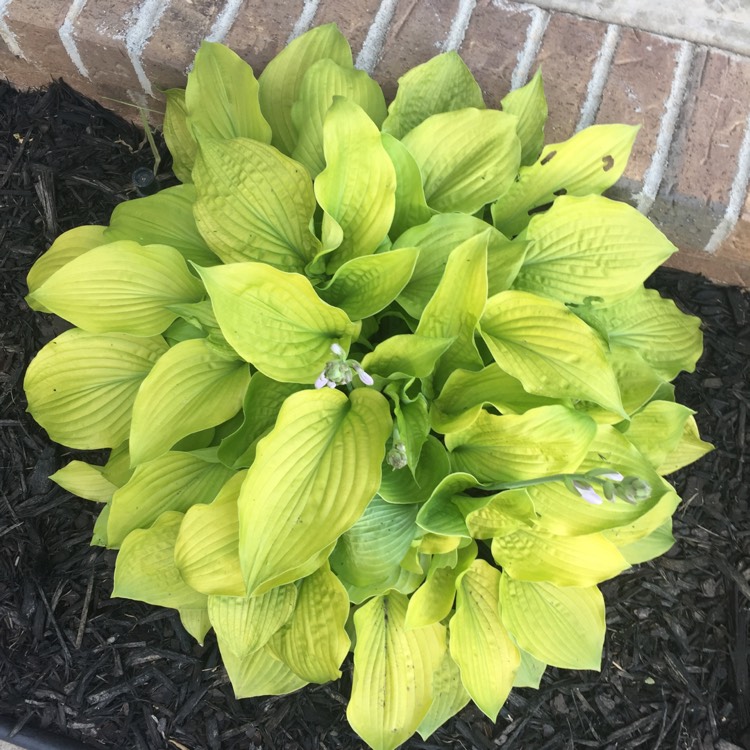 Plant image Hosta 'Golden Needles'