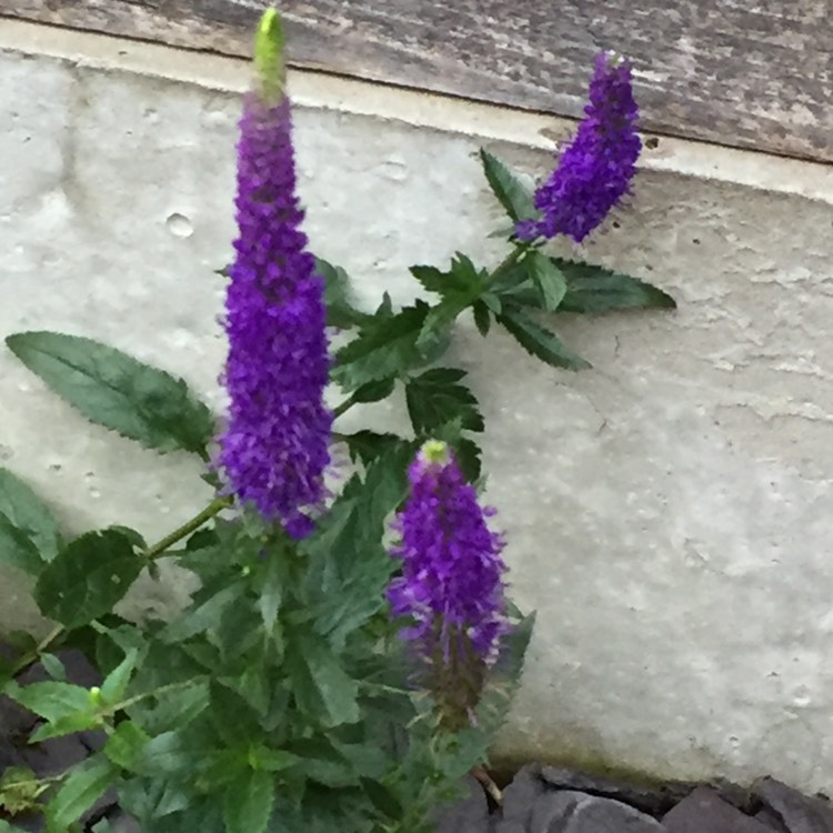 Plant image Veronica spicata 'Yabblu' syn. Veronica spicata 'Inspire Blue'