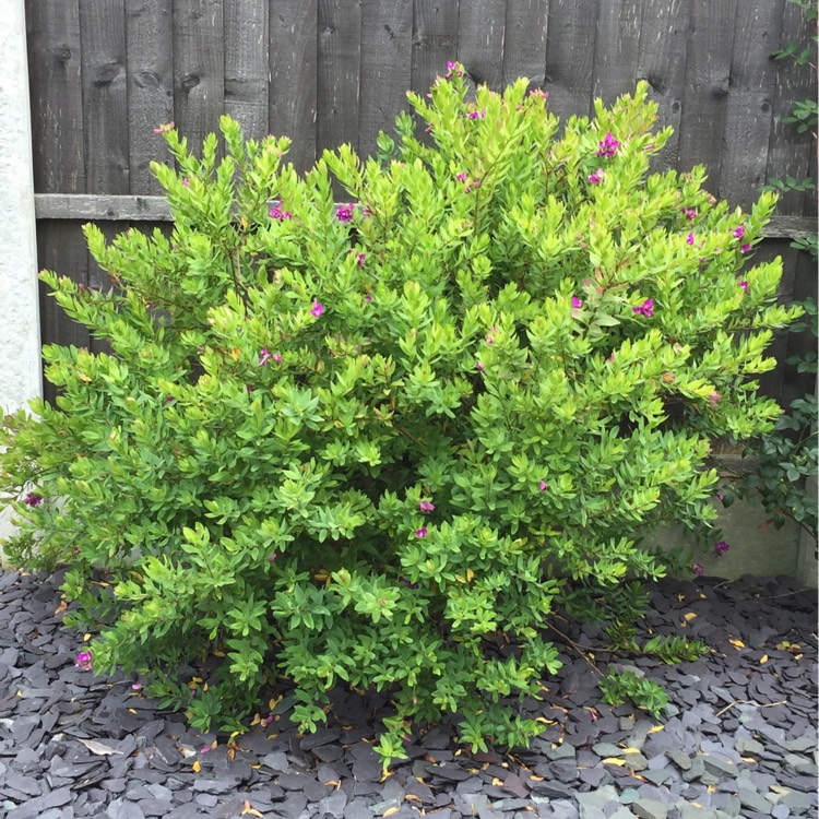 Plant image Polygala myrtifolia