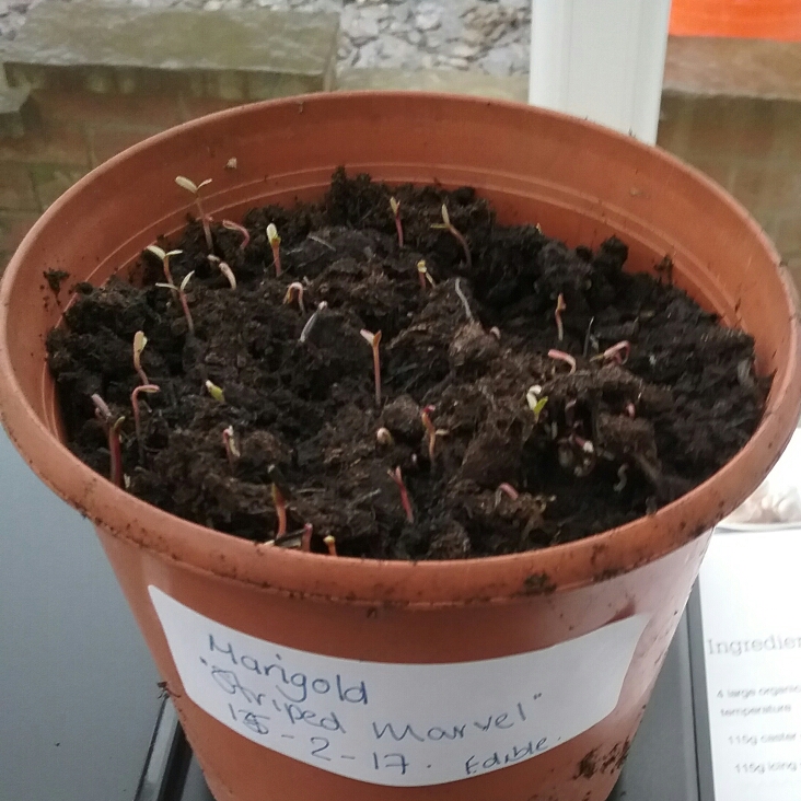 Plant image Tagetes patula 'Striped Marvel'