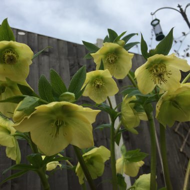 Helleborus